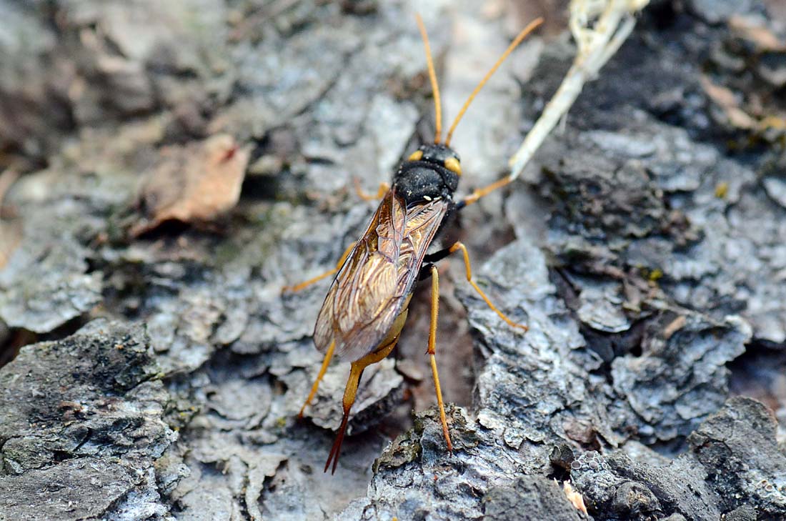 Urocerus gigas in deposizione